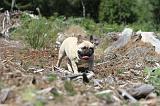 BOULEDOGUE FRANCAIS 042